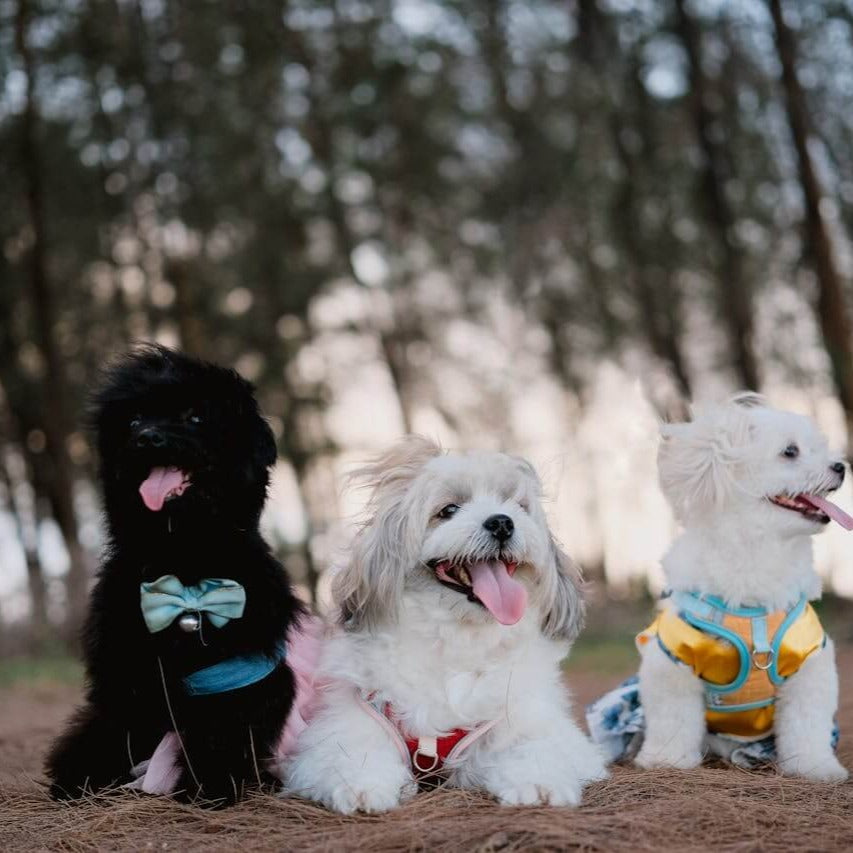 Energy healing - animal protection - kyvoitou 🐶